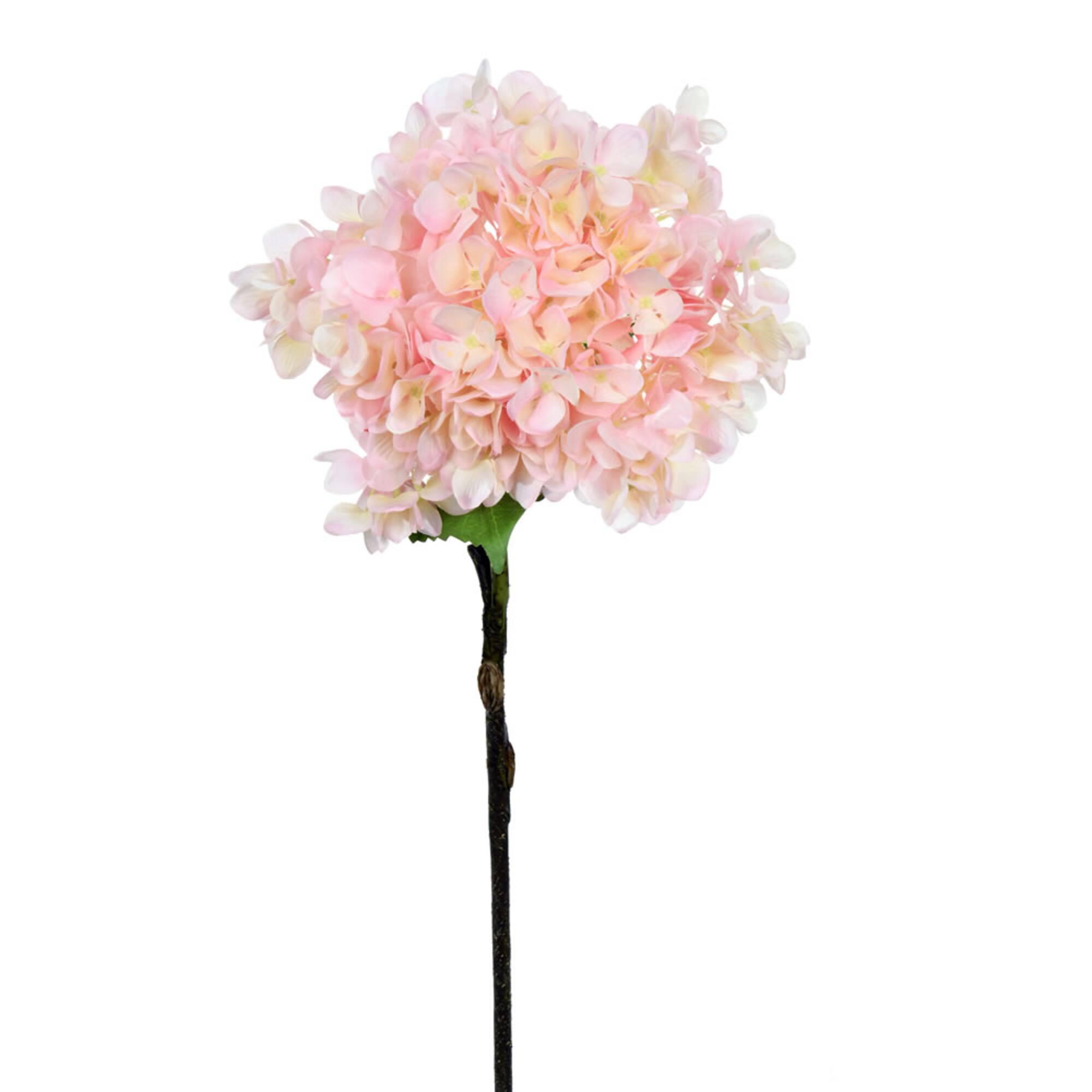Pink Hydrangea Stem